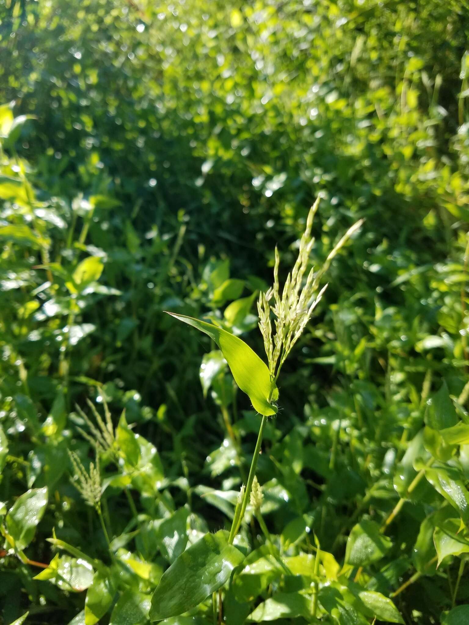 Image of carpgrass