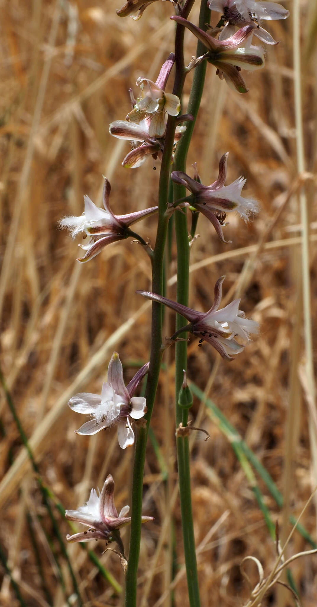 Image of Delphinium fissum subsp. ithaburense (Boiss.) C. Blanche & Molero