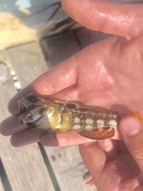 Image of Mottled Jawfish