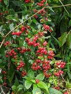 Image de Pyracantha crenulata (D. Don) M. Roemer