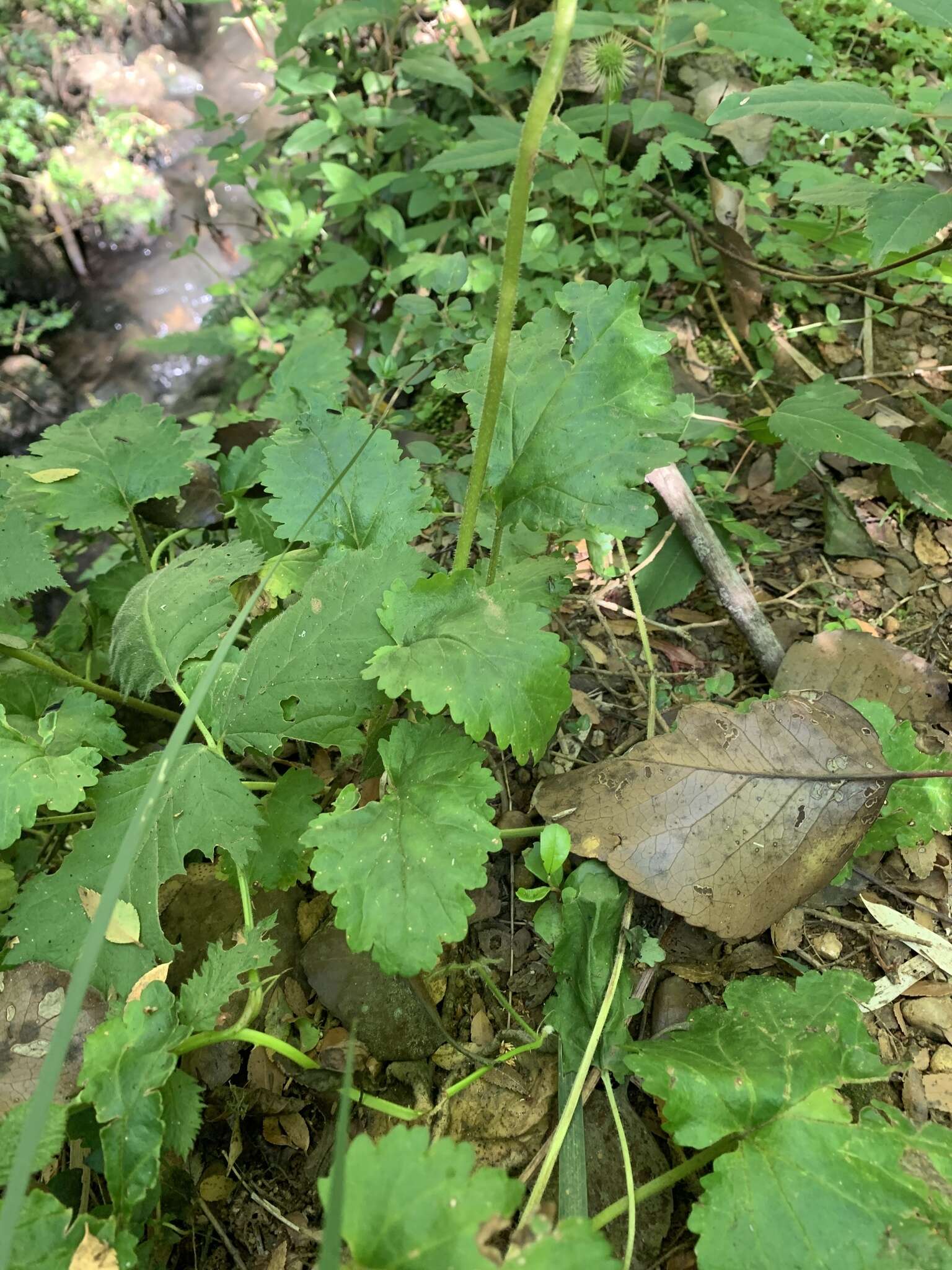 Image de Ourisia ruellioides (L. fil.) Kuntze