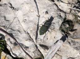 Image de Cicindela (Cicindelidia) obsoleta vulturina Le Conte 1853