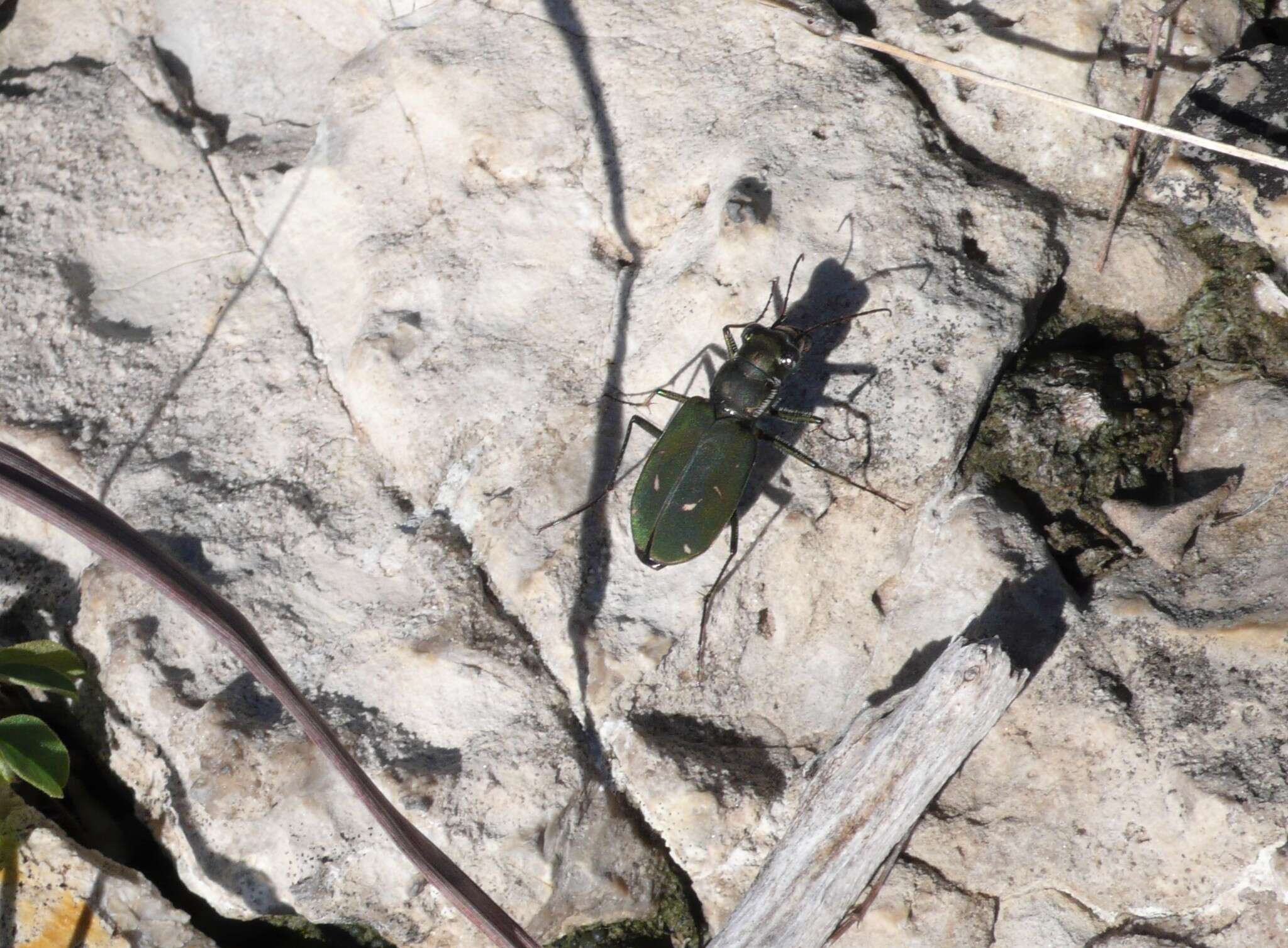 Image of Cicindela (Cicindelidia) obsoleta vulturina Le Conte 1853