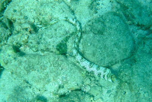 Image of Snowflake moray