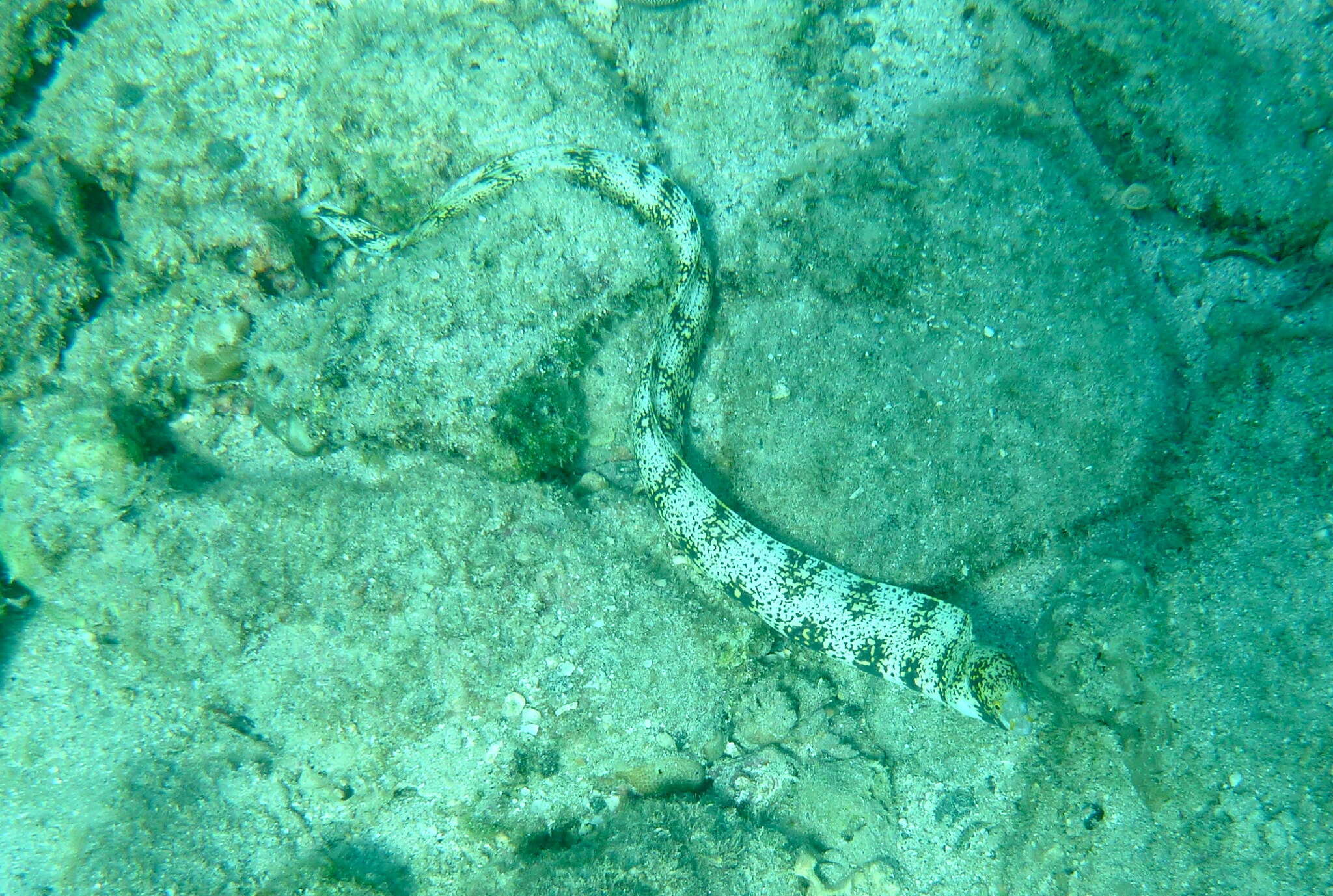 Image of Snowflake moray