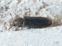 Image of Southern Lyctus Beetle