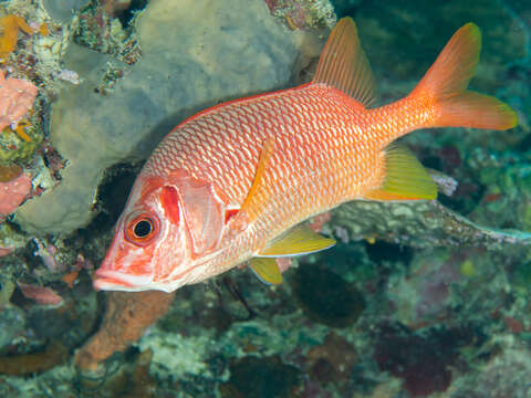 Image of Sabre squirrelfish