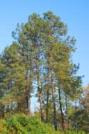 Image of Lawson's Pine