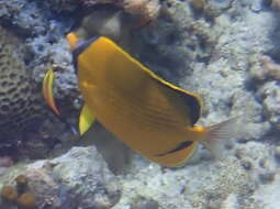 Image of Decorated Butterflyfish