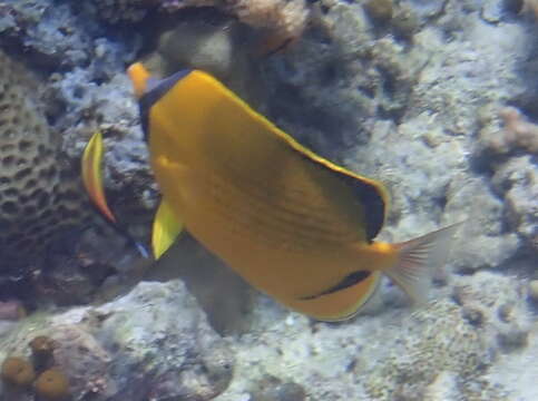 Image of Decorated Butterflyfish