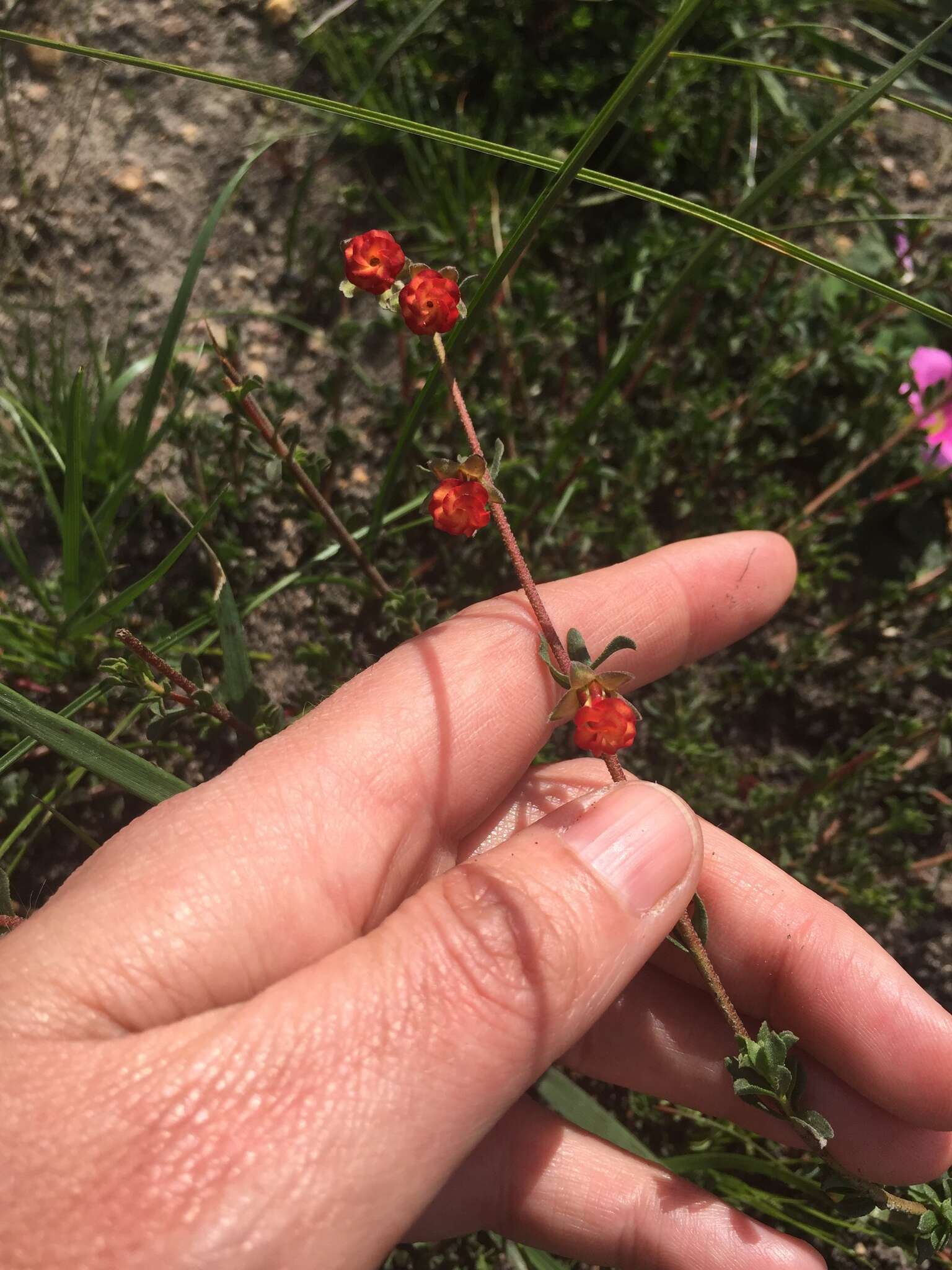 Hermannia ternifolia C. Presl的圖片