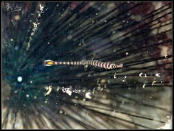 Image of Glowtail pipefish