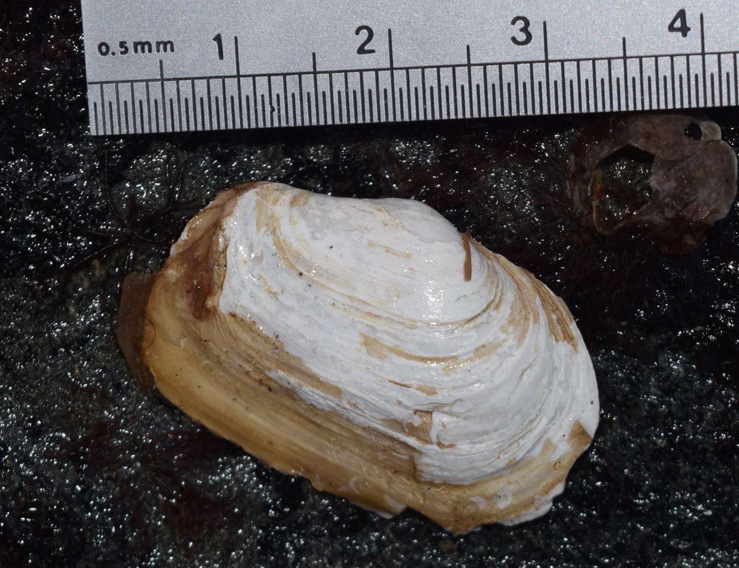 Image of Soft-shelled clam