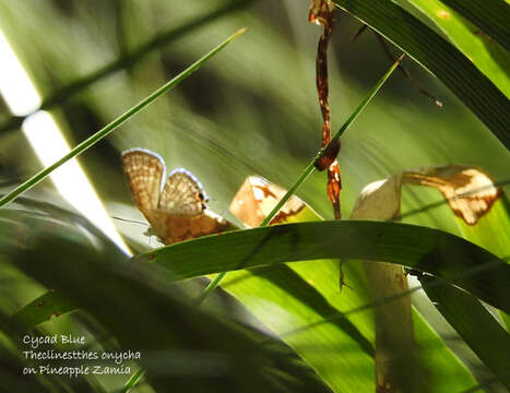 صورة Theclinesthes onycha (Hewitson 1865)