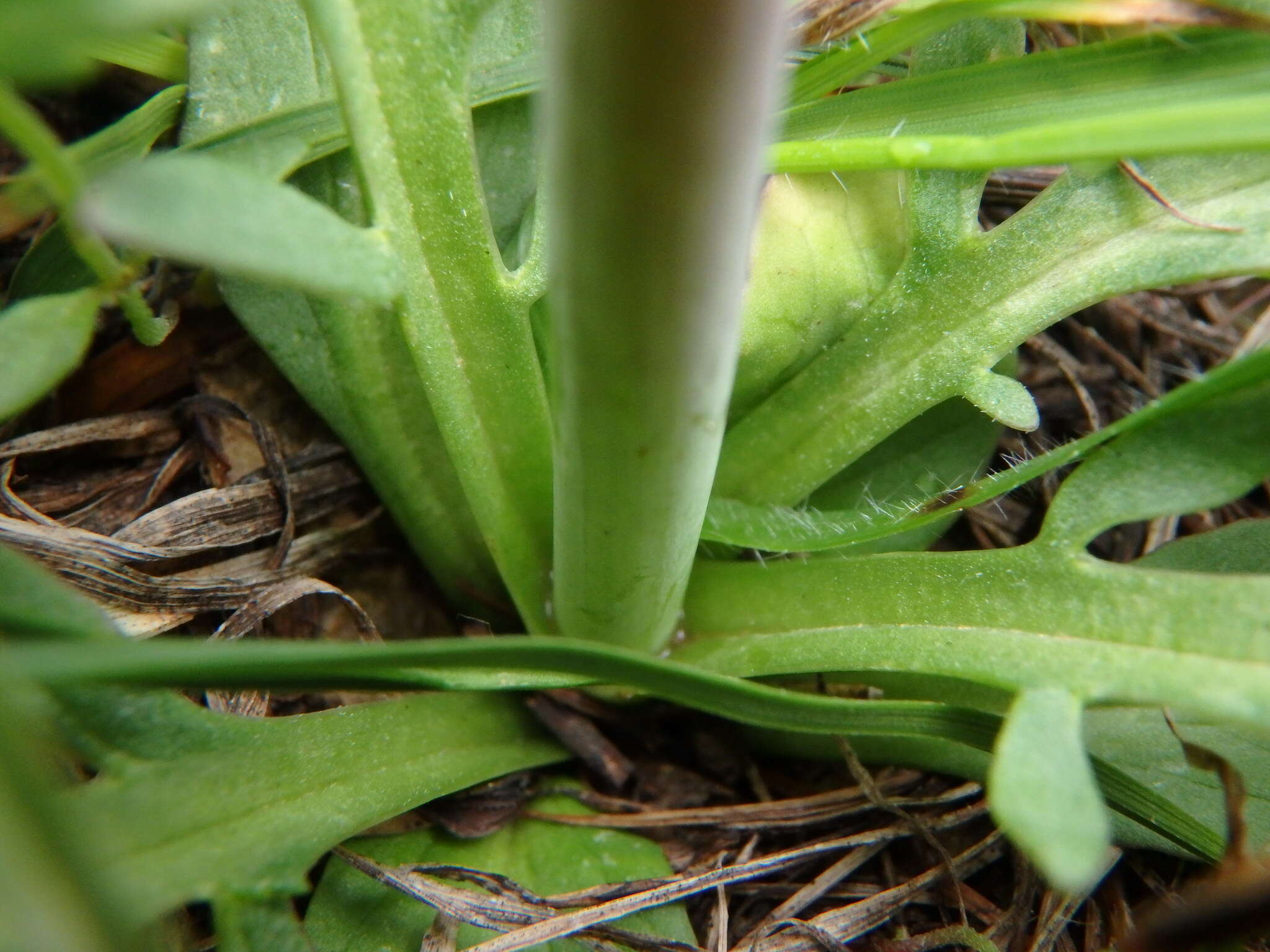 Imagem de Valeriana dioscoridis Sibth. & Sm.