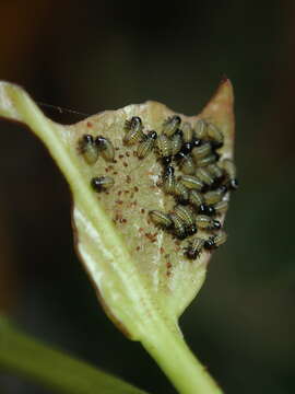 Image of <i>Plagiodera septemvittata</i>