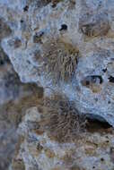 Image of roccella lichen