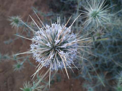 Image of Indian Globe Thistle