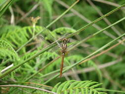 Image of Sympetrum speciosum Oguma 1915