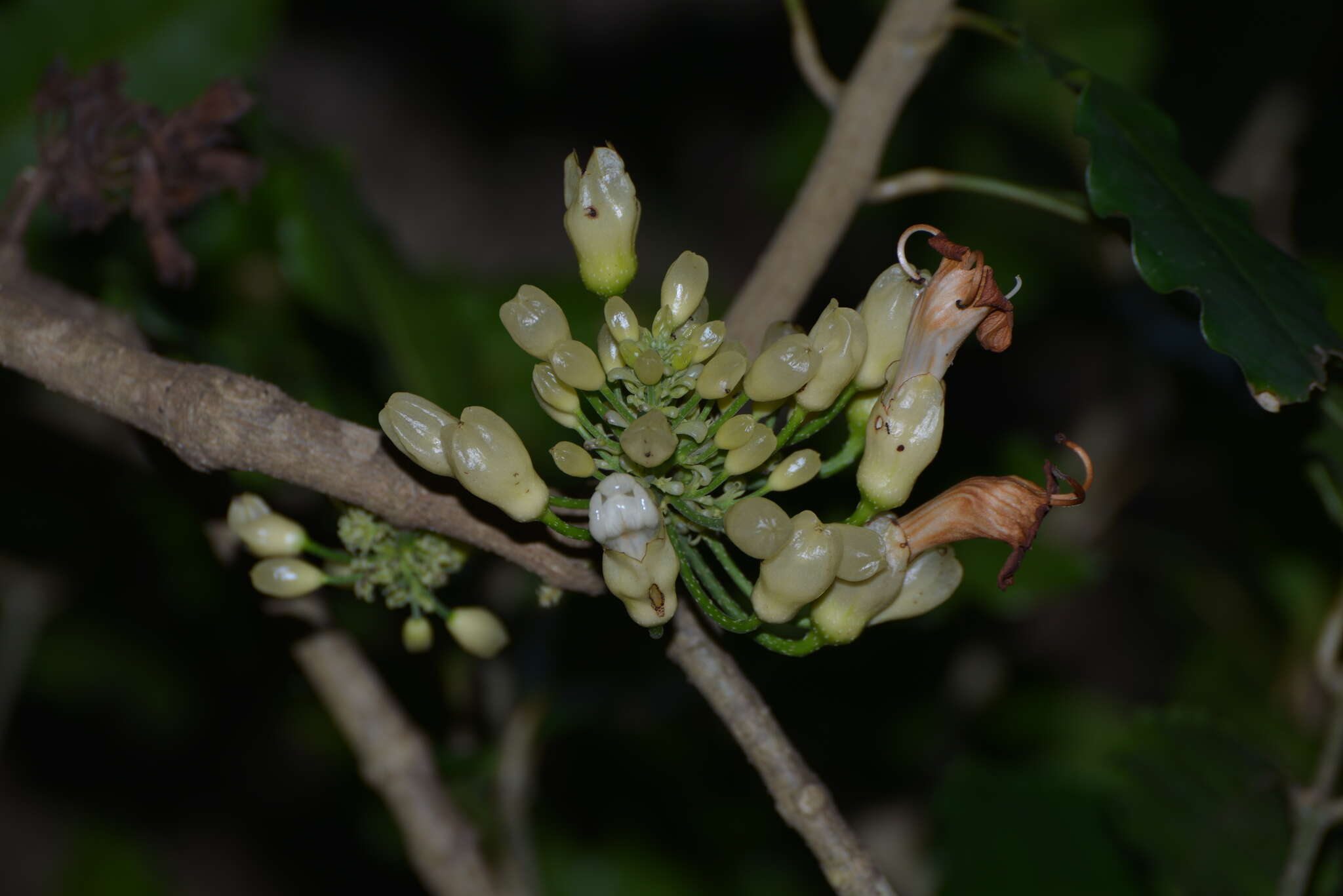 Image of Oxera subverticillata Vieill.