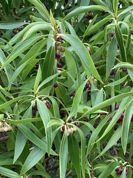 Image of Myoporum tenuifolium G. Forster