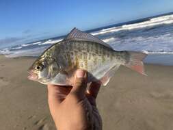 Image of Redtail surfperch