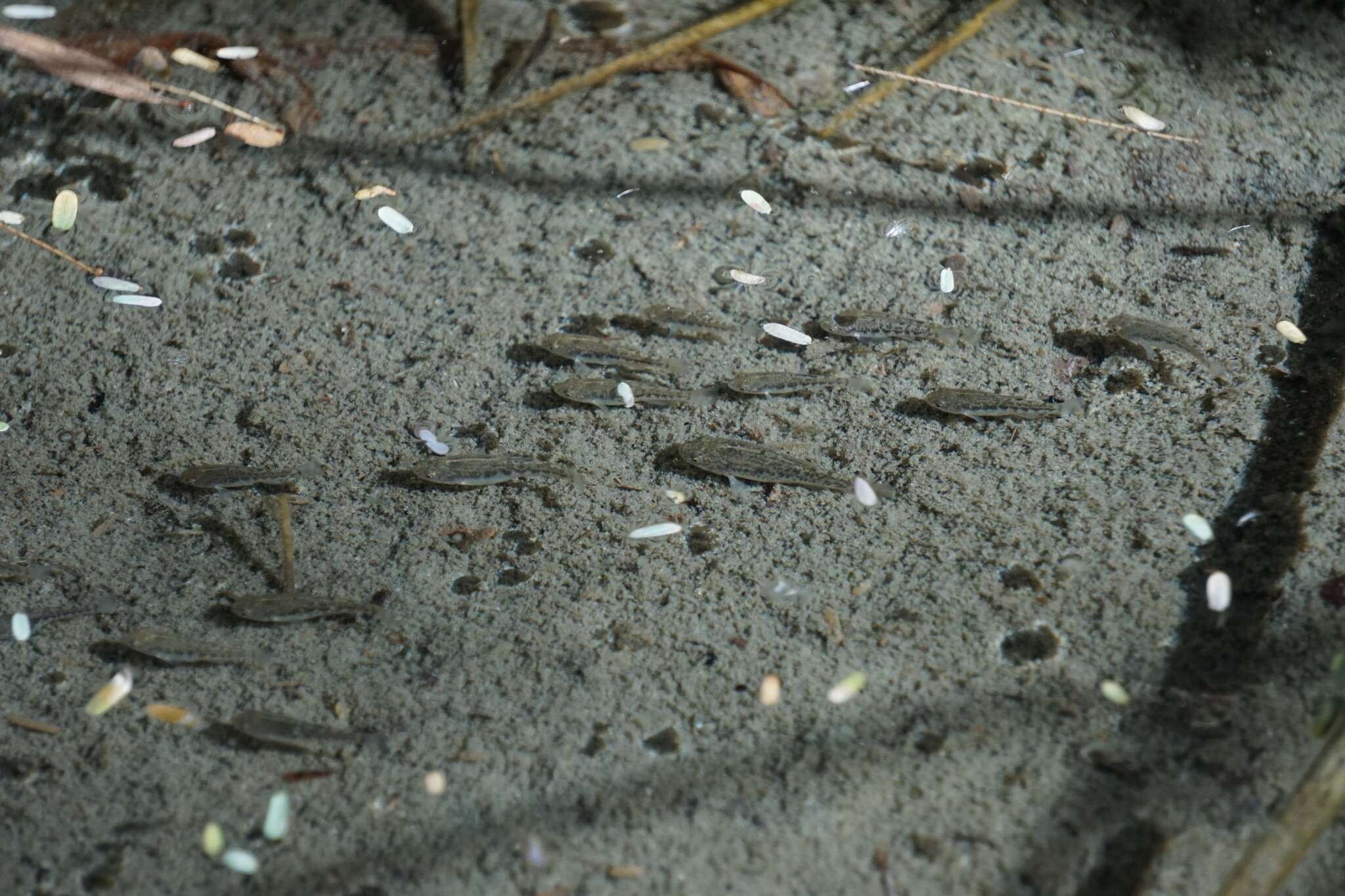 Image of Quitobaquito pupfish