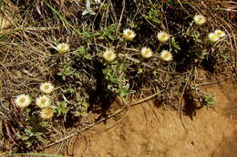 Image of Dwarf Everlasting