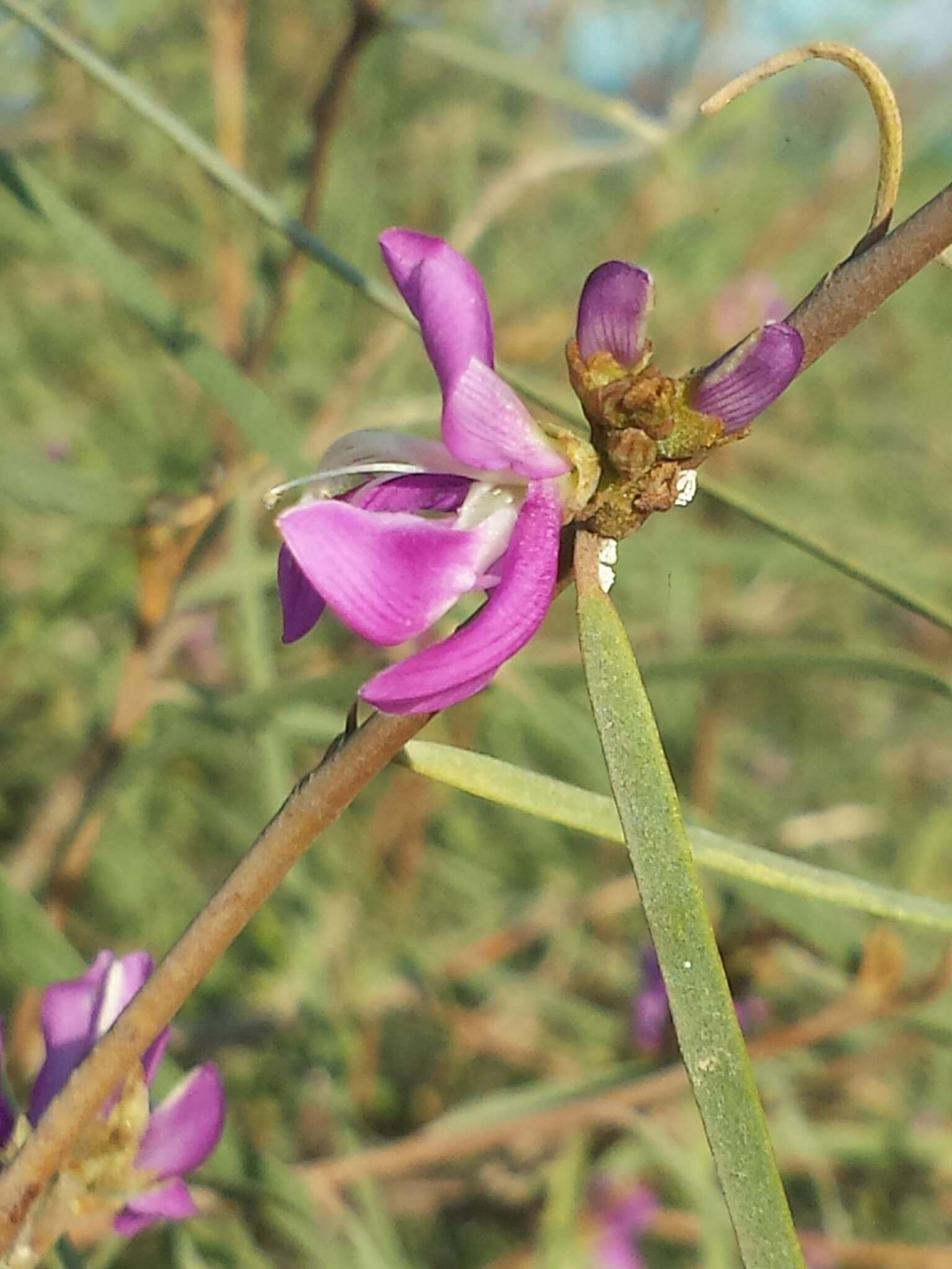 Image of Vaughania depauperata (Drake) Du Puy, Labat & Schrire