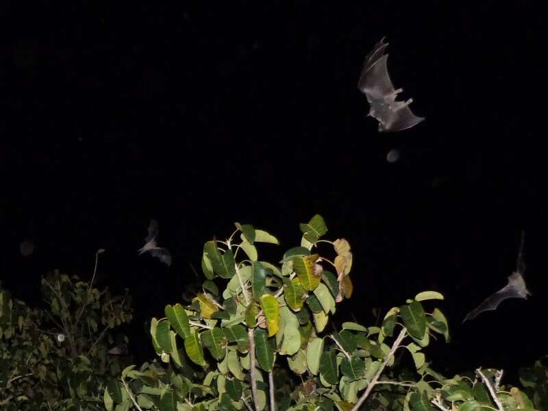 Image of Flat-faced Fruit-eating Bat