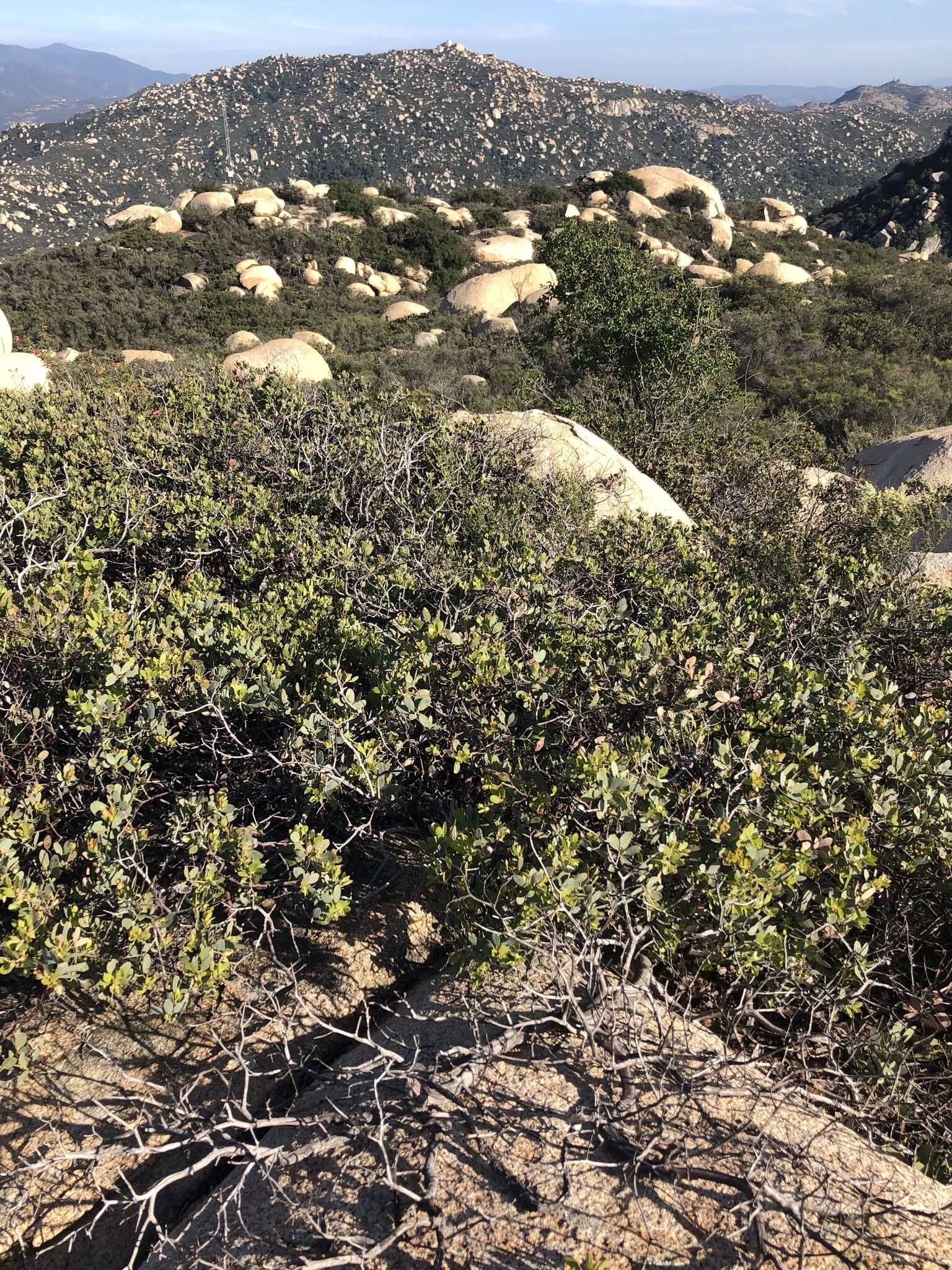 Слика од Arctostaphylos rainbowensis J. E. Keeley & A. Massihi