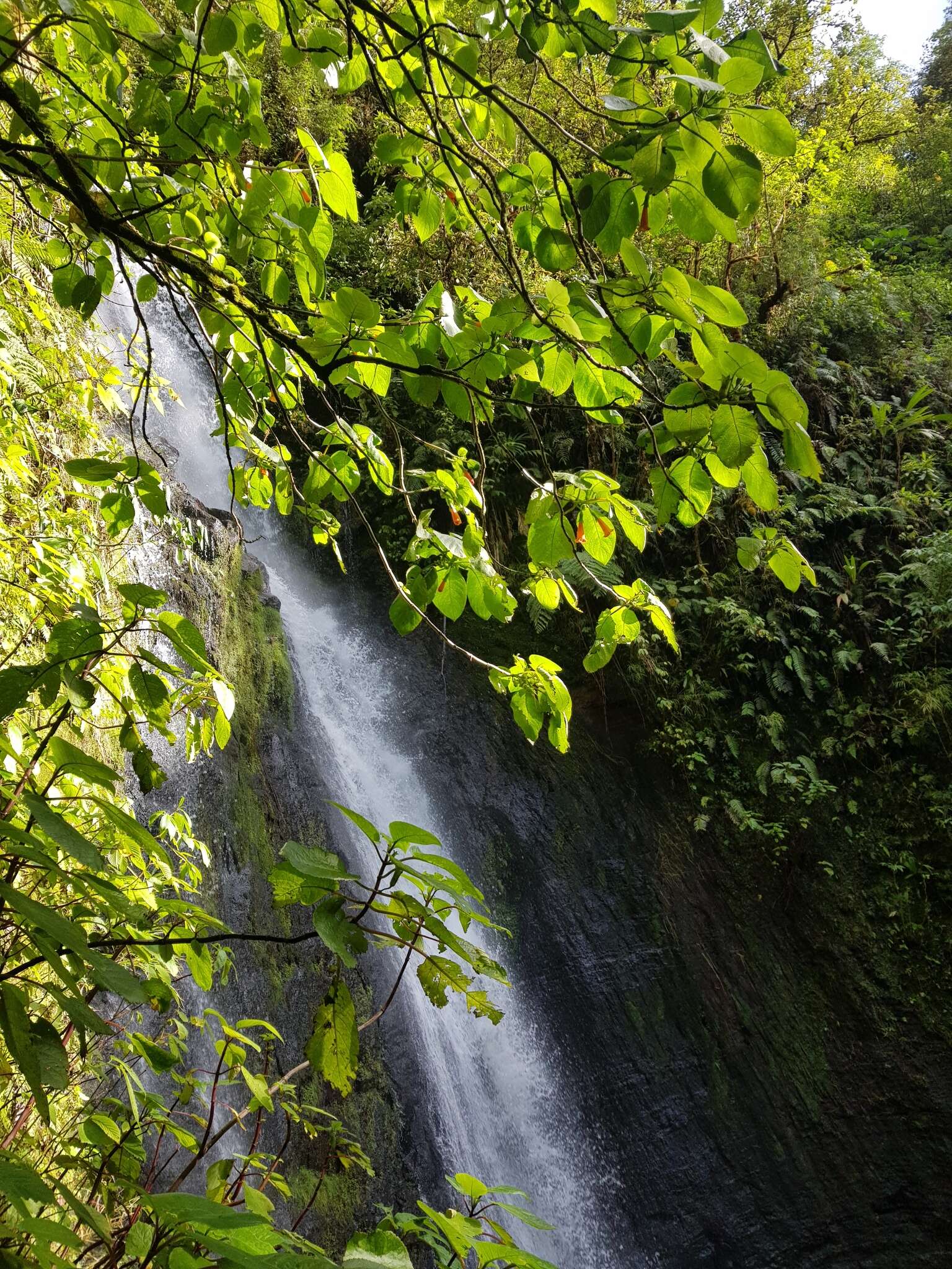 Imagem de Solenophora calycosa Donn. Sm.