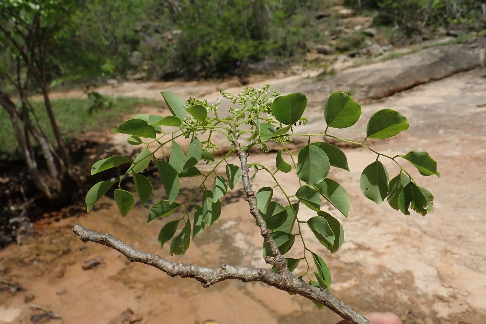 Image de Dalbergia suaresensis Baill.