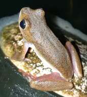 Image of Common Reed Frog