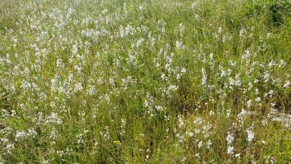 Delphinium variegatum subsp. kinkiense (Munz) M. J. Warnock的圖片