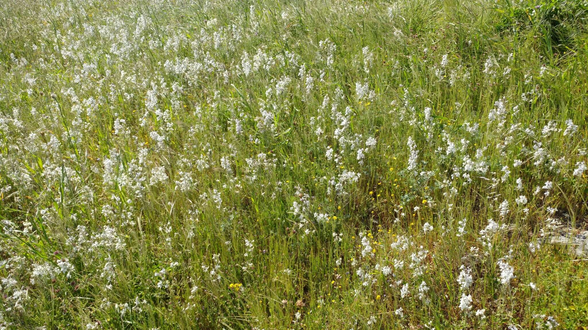 Delphinium variegatum subsp. kinkiense (Munz) M. J. Warnock的圖片