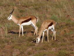 Image of Black Springbok