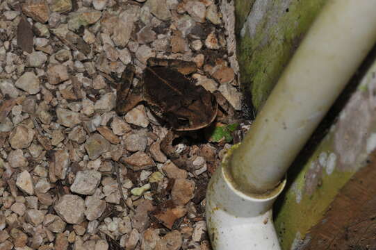 Image of Gulf Coast toad