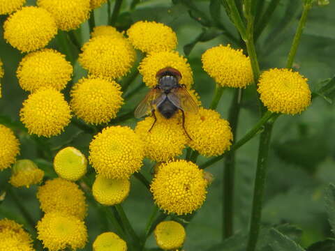 Image of Phasia aurigera (Egger 1860)