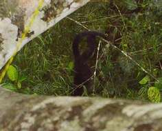 Image of Alouatta palliata aequatorialis (Festa 1903)