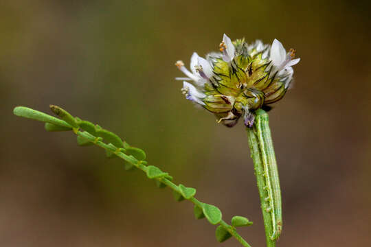 Image of pineforest prairie clover