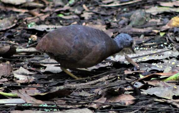 Crypturellus soui (Hermann 1783) resmi