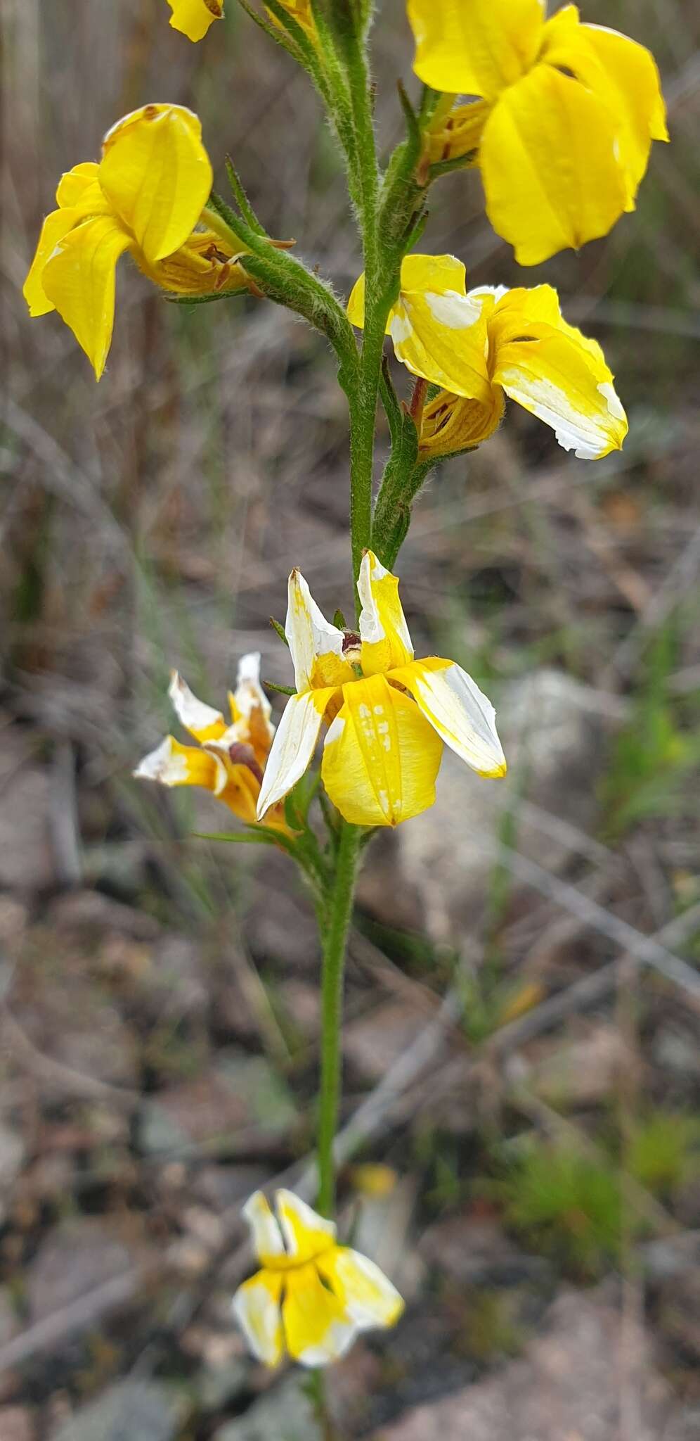 Image of Goodenia stelligera R. Br.