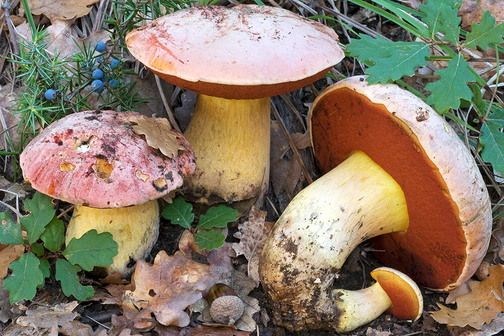 Image of wolf bolete