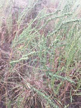 Image of Pensacola marsh elder