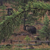 Image of grizzly bear