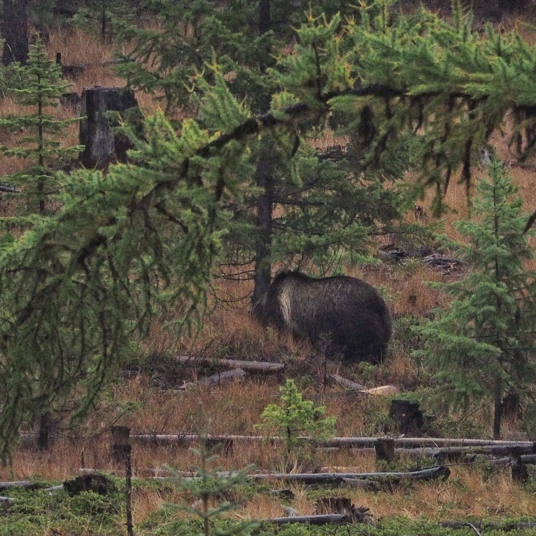 Image of grizzly bear