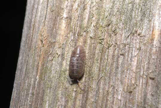 Image of Armadillidium arcangelii Strouhal 1929