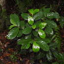 Image of Lasianthus trichophlebus var. latifolius (Miq.) H. Zhu