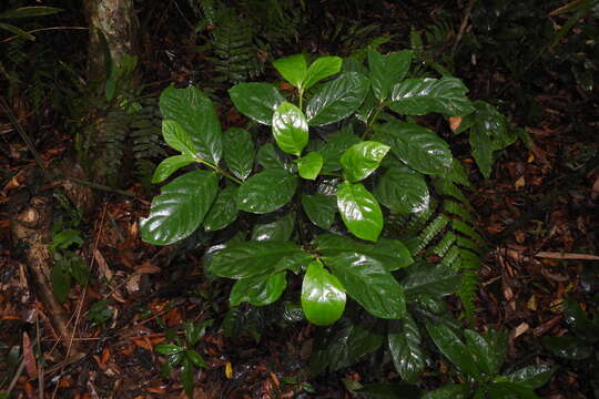 Image of Lasianthus trichophlebus Hemsl.